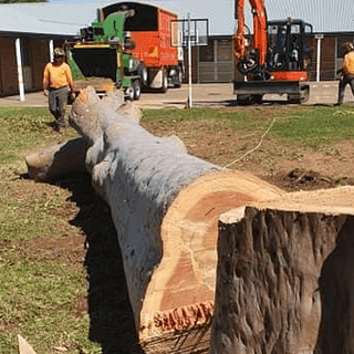 A1 Tree Service NSW Pty Ltd post thumbnail
