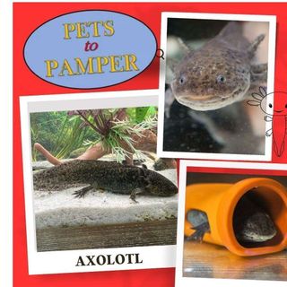 Pets to Pamper post thumbnail