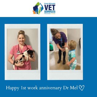 Greater Whitsunday Veterinary Services post thumbnail