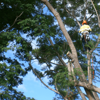 Trimfell Tree Services post thumbnail