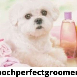 Pooch Perfect Groomer post thumbnail