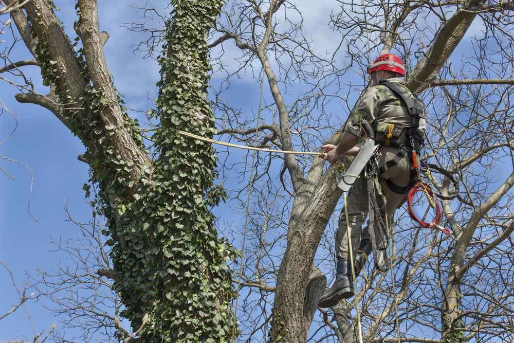 All Tree Services image