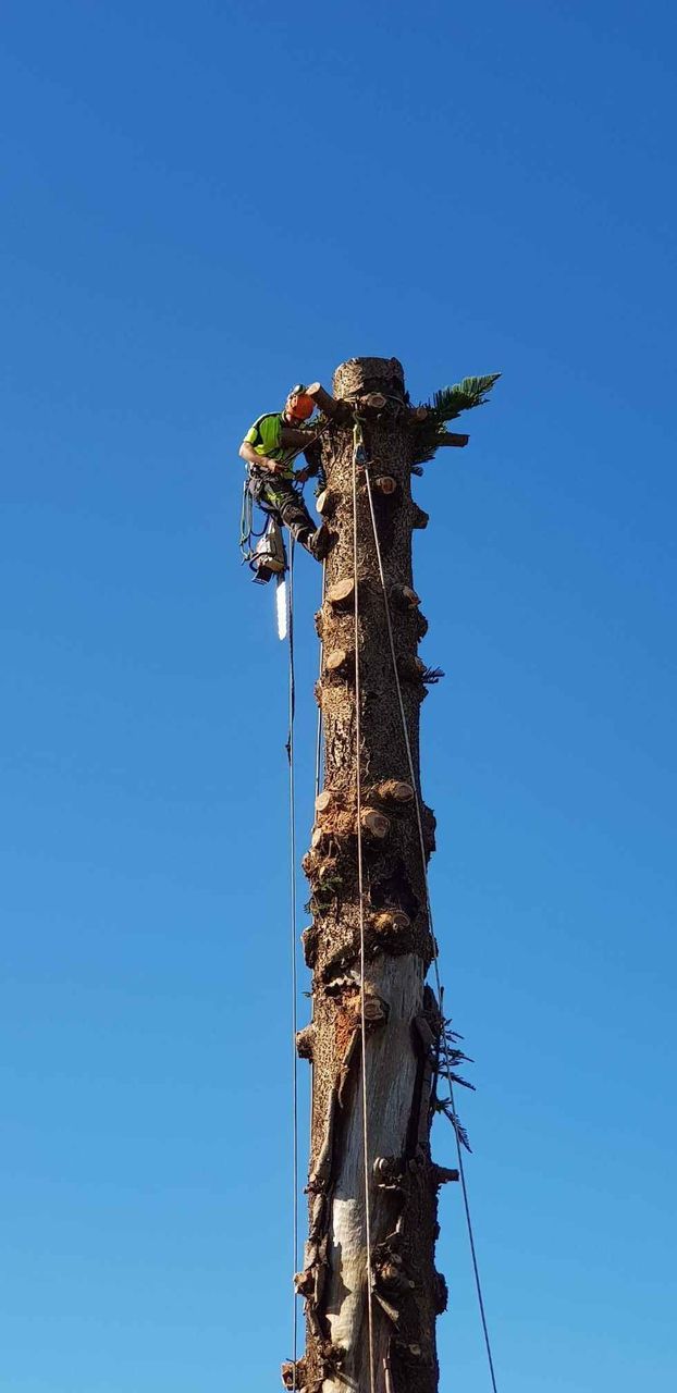 Timberwolf Tree Service image