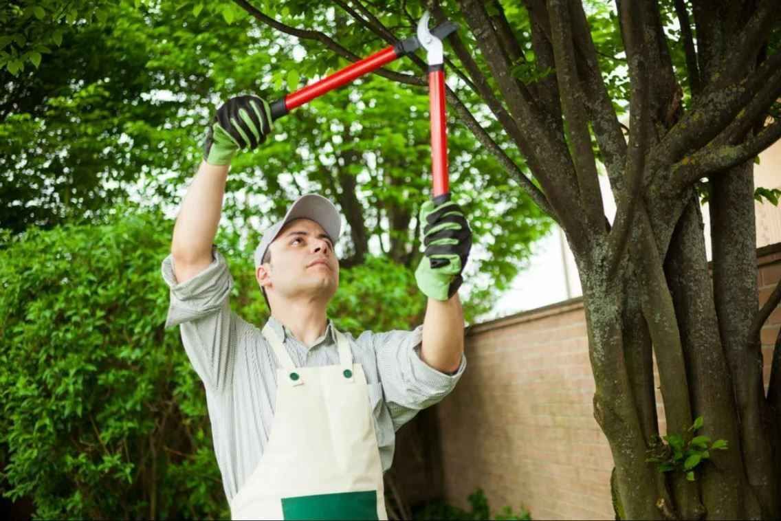Branch Manager Tree Services image
