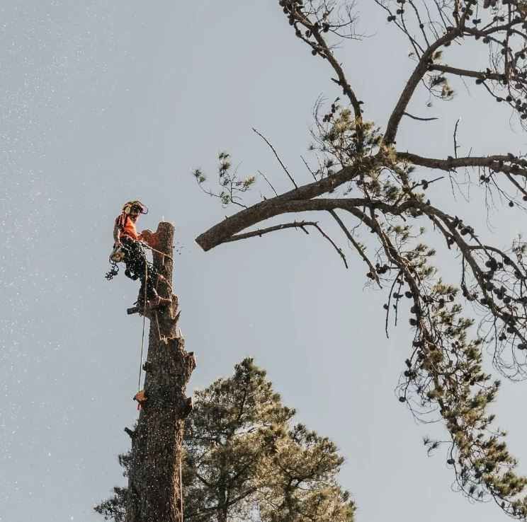 Country Tree Services image