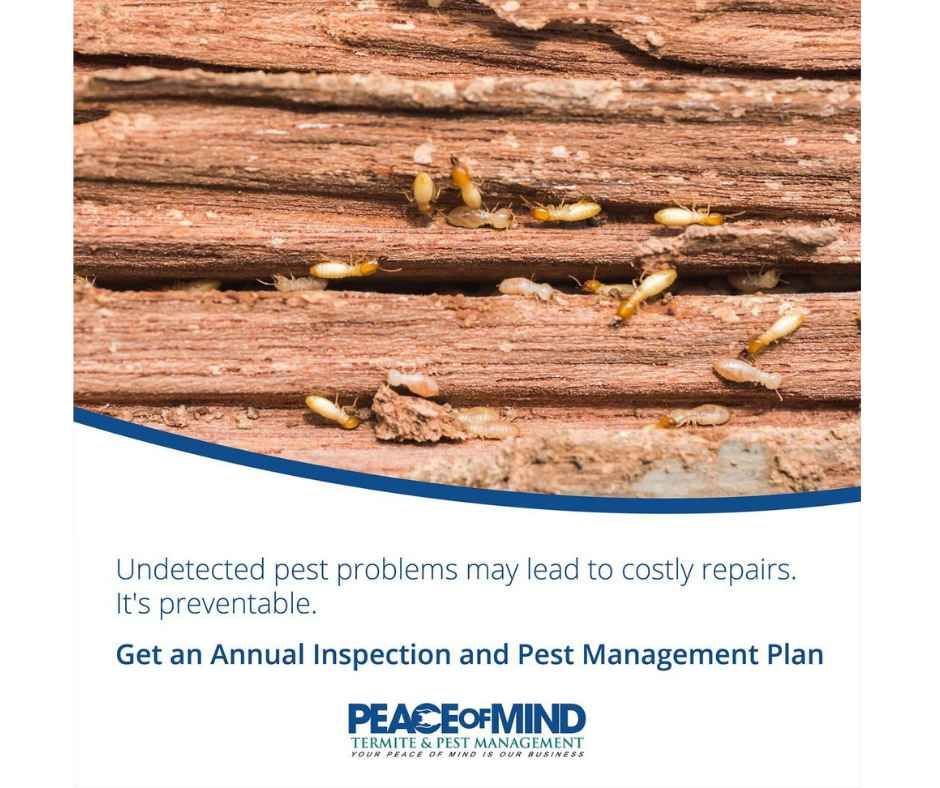 Peace of Mind Termite & Pest Management image