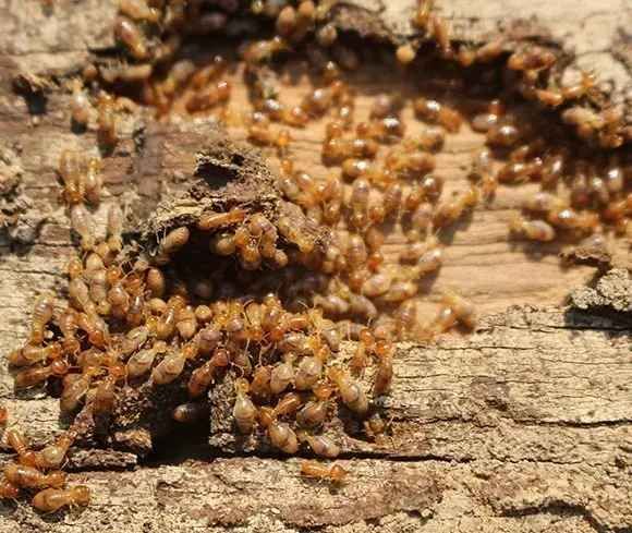 Mid North Coast Termite Inspections Pty Ltd image