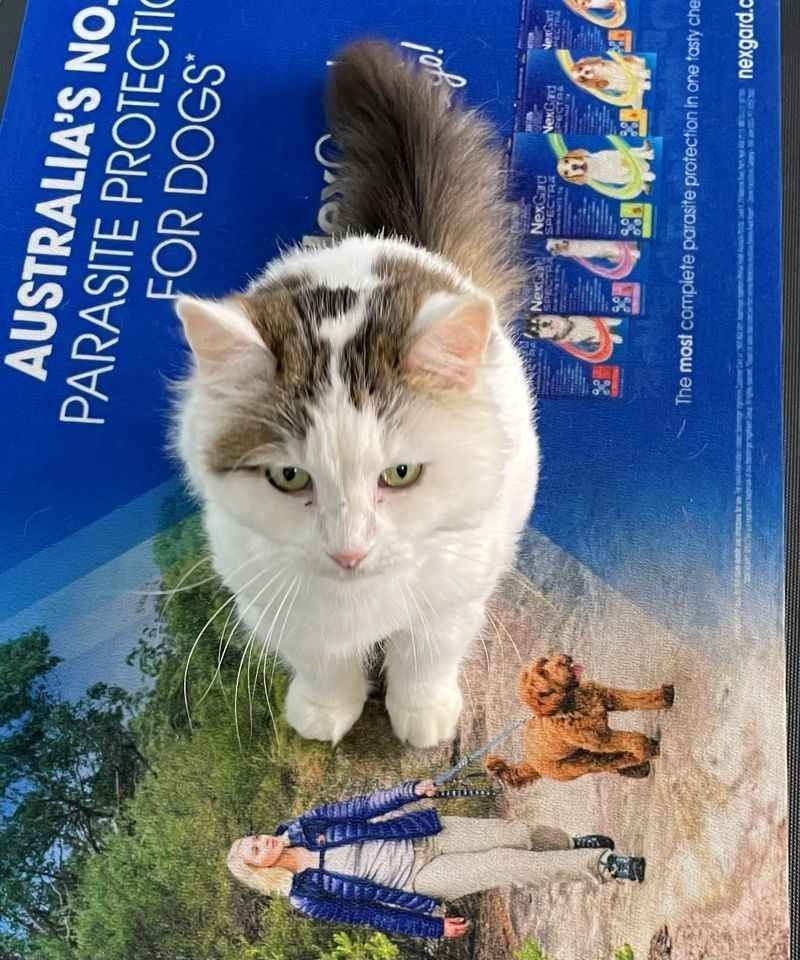 Golf Course Veterinary Hospital & Best Mates Pet Training image