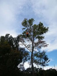 Accurate Tree Solutions gallery image 2