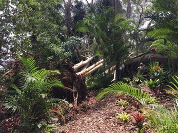Central Tree Services Sunshine Coast gallery image 19