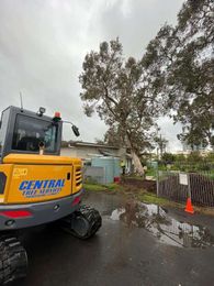 Central Tree Services Sunshine Coast gallery image 16