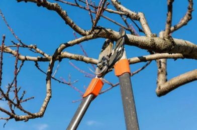 Branch Manager Tree Services gallery image 5