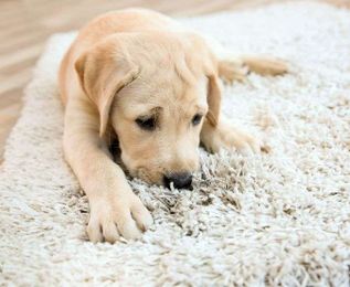 Gava Professional Carpet Cleaning & Pest Control gallery image 6