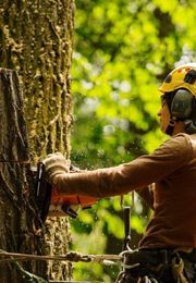 Robert Mank Tree Care Services gallery image 9