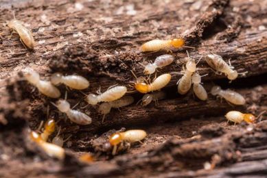 Bri-Ant Pest Control gallery image 3