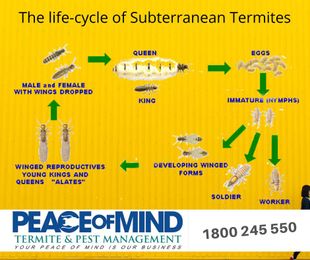 Peace of Mind Termite & Pest Management gallery image 1