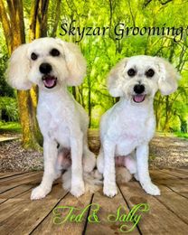 Skyzar Grooming Salon gallery image 24