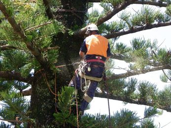 Beamer Tree Services gallery image 2