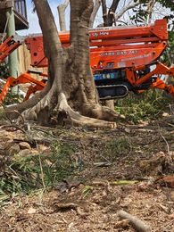 Tree Change NQ - Townsville Tree Care gallery image 1