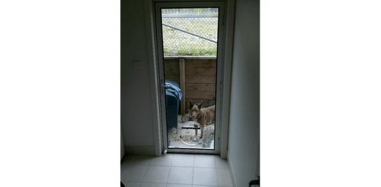 Pet doors in glass doors or windows