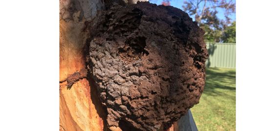 Nasutitermes Termite Nest