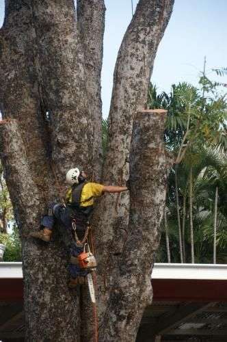 Arafura Tree Services gallery image 1