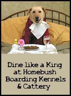 Homebush Boarding Kennels & Cattery featured image