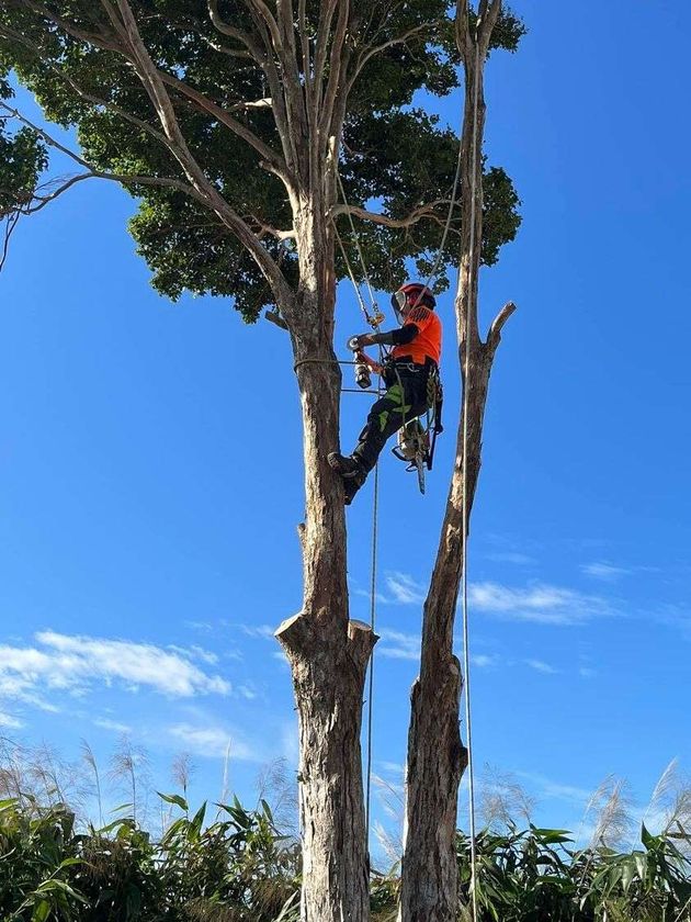 Central Tree Services Sunshine Coast gallery image 15